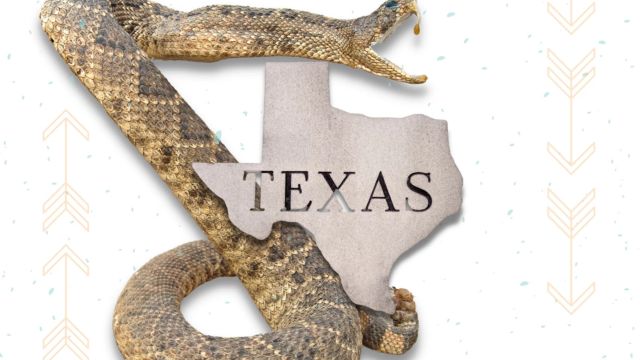 The Most Watching Lakes 5 Snake-Infested Spots You Should Avoid In Texas