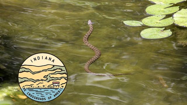 The Most Watching Lakes 5 Snake-Infested Spots You Should Avoid In Indiana