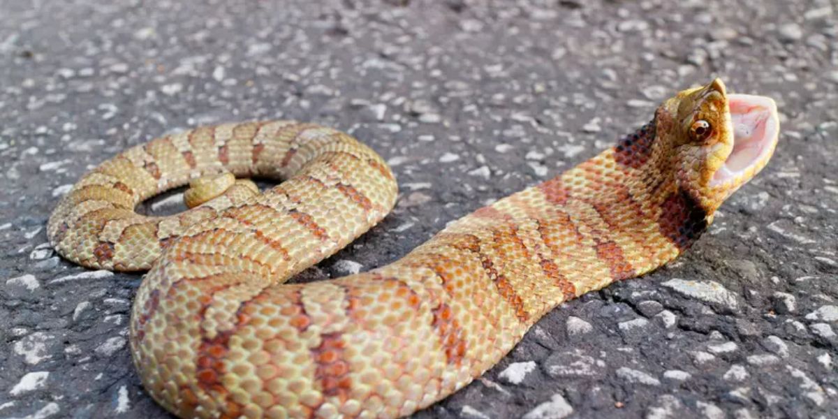 The Most Watching Lakes 5 Snake-Infested Spots You Should Avoid In Texas