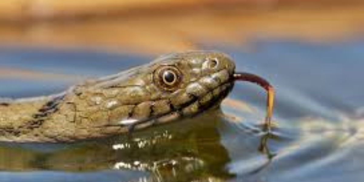 The Most Watching Lakes 5 Snake-Infested Spots You Should Avoid in Alabama