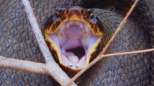 The Most Watching Lakes 5 Snake-Infested Spots You Should Avoid in Arkansas