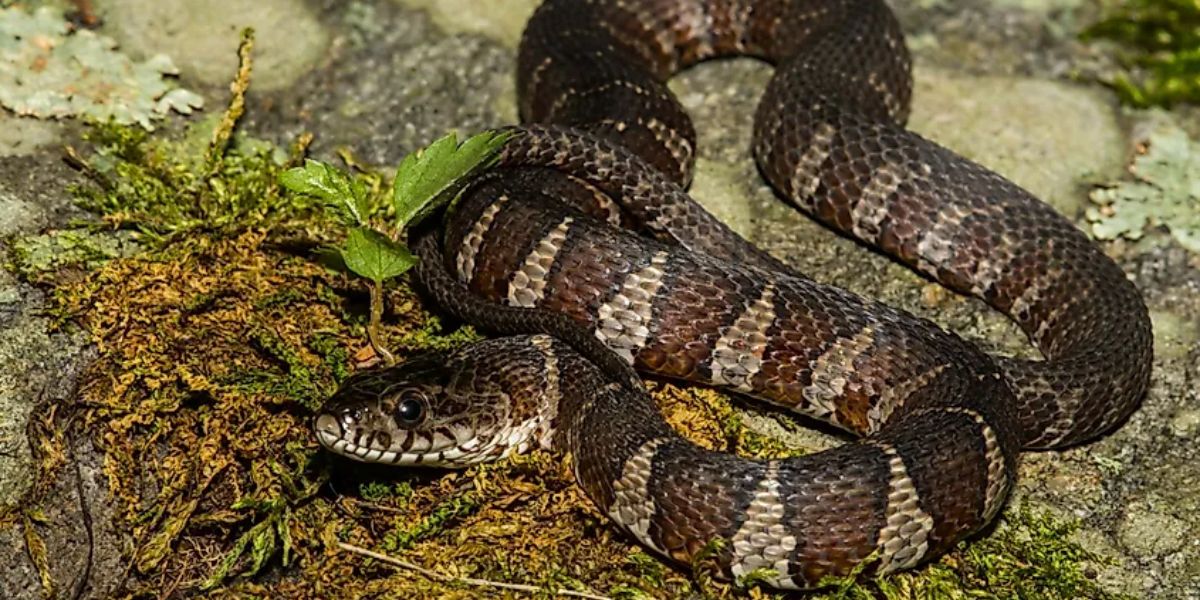 The Most Watching Lakes 5 Snake-Infested Spots You Should Avoid in Arkansas