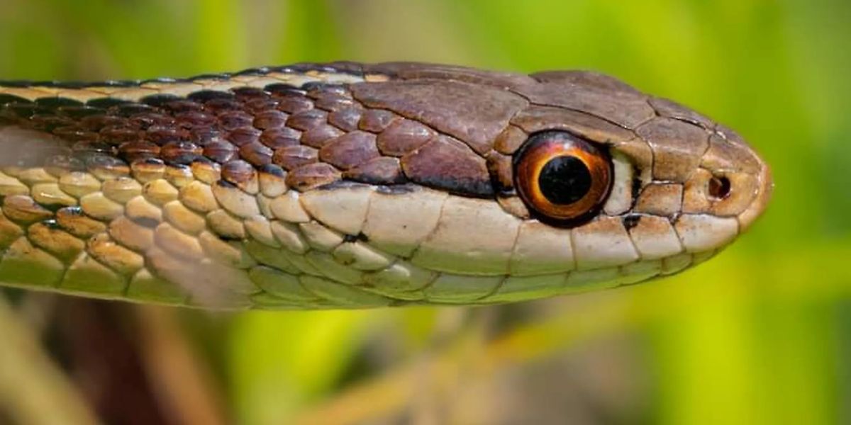 The Most Watching Lakes 5 Snake-Infested Spots You Should Avoid in California