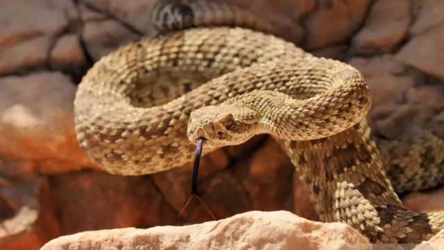 The Most Watching Lakes 5 Snake-Infested Spots You Should Avoid in Colorado State