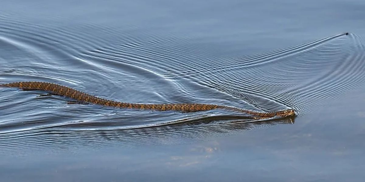 The Most Watching Lakes 5 Snake-Infested Spots You Should Avoid in Colorado State