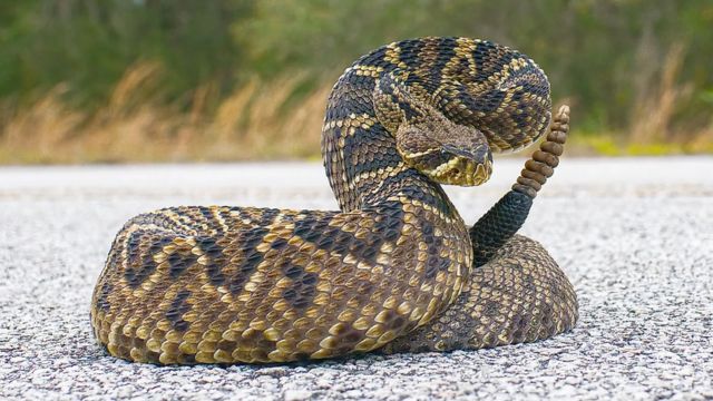 The Most Watching Lakes 5 Snake-Infested Spots You Should Avoid in Delaware