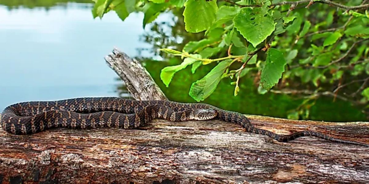 The Most Watching Lakes 5 Snake-Infested Spots You Should Avoid in Delaware