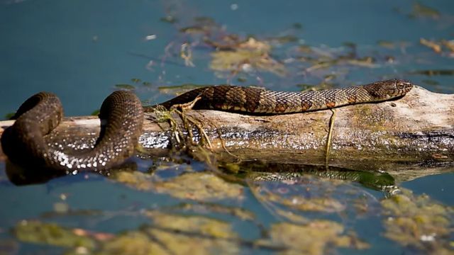 The Most Watching Lakes 5 Snake-Infested Spots You Should Avoid in Hawaii