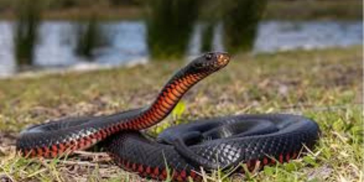 The Most Watching Lakes 5 Snake-Infested Spots You Should Avoid in Hawaii