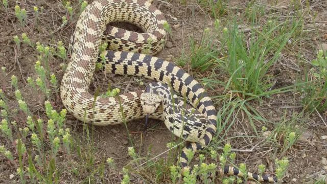 The Most Watching Lakes 5 Snake-Infested Spots You Should Avoid in Idaho