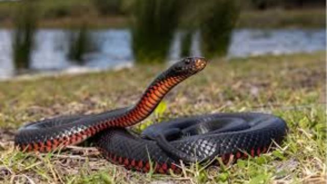 The Most Watching Lakes 5 Snake-Infested Spots You Should Avoid in Kansas