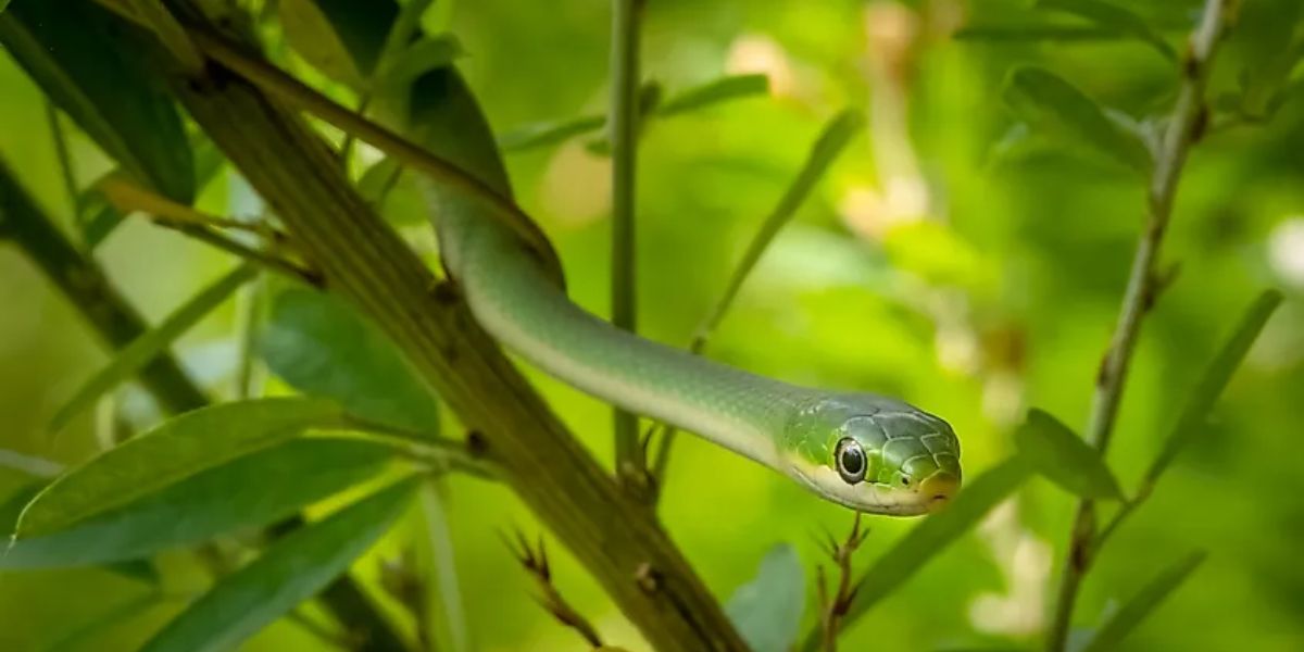 The Most Watching Lakes 5 Snake-Infested Spots You Should Avoid in Kansas