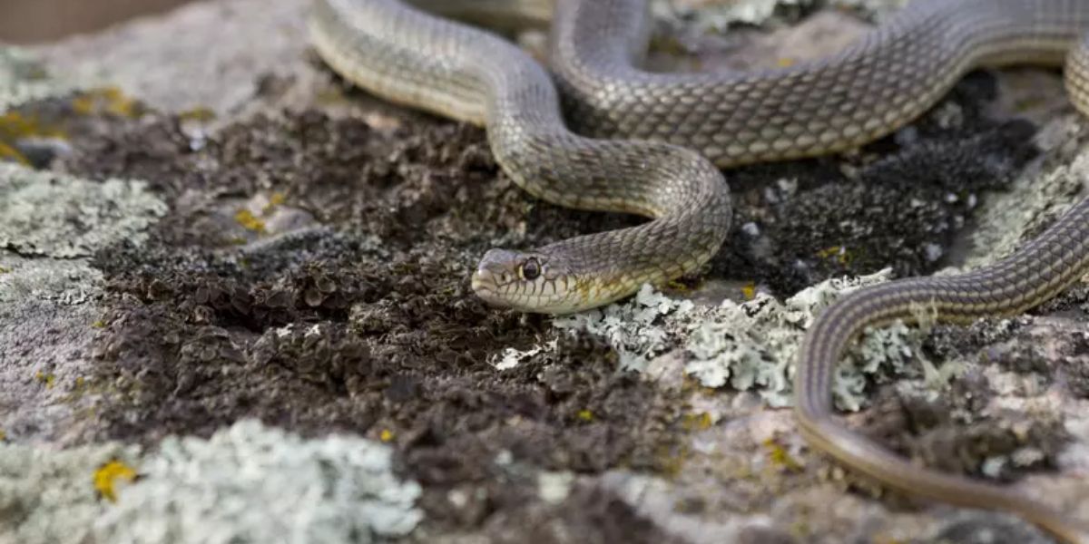 The Most Watching Lakes 5 Snake-Infested Spots You Should Avoid in Kentucky