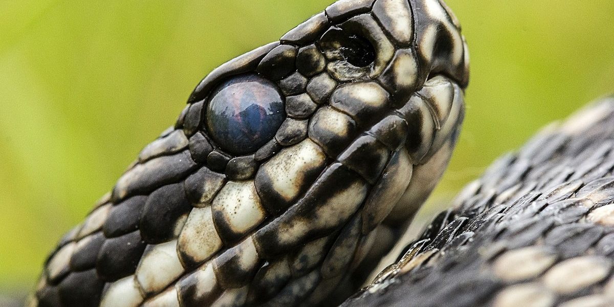 The Most Watching Lakes 5 Snake-Infested Spots You Should Avoid in Louisiana