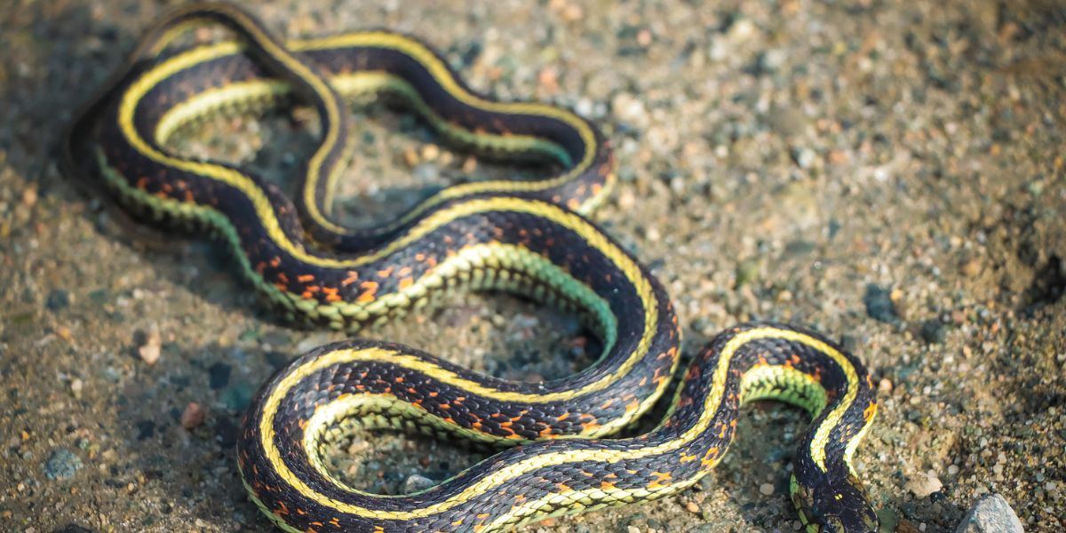 The Most Watching Lakes: 5 Snake-Infested Spots You Should Avoid in Minnesota