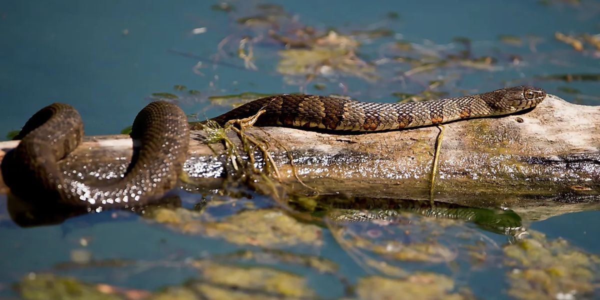 The Most Watching Lakes 5 Snake-Infested Spots You Should Avoid in New Hampshire