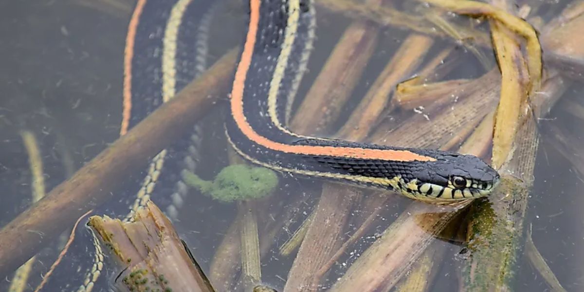 The Most Watching Lakes 5 Snake-Infested Spots You Should Avoid in North Dakota