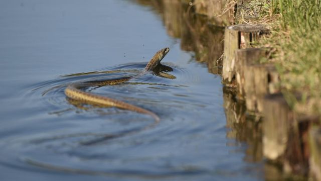 The Most Watching Lakes 5 Snake-Infested Spots You Should Avoid in Oregon