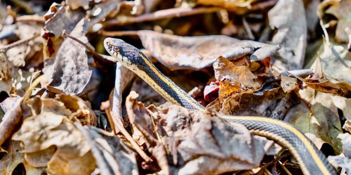 The Most Watching Lakes 5 Snake-Infested Spots You Should Avoid in Oregon