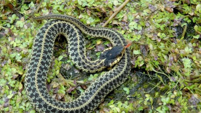 The Most Watching Lakes 5 Snake-Infested Spots You Should Avoid in Virginia