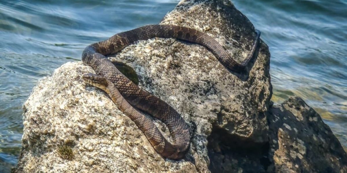 The Most Watching Lakes 5 Snake-Infested Spots You Should Avoid in Virginia