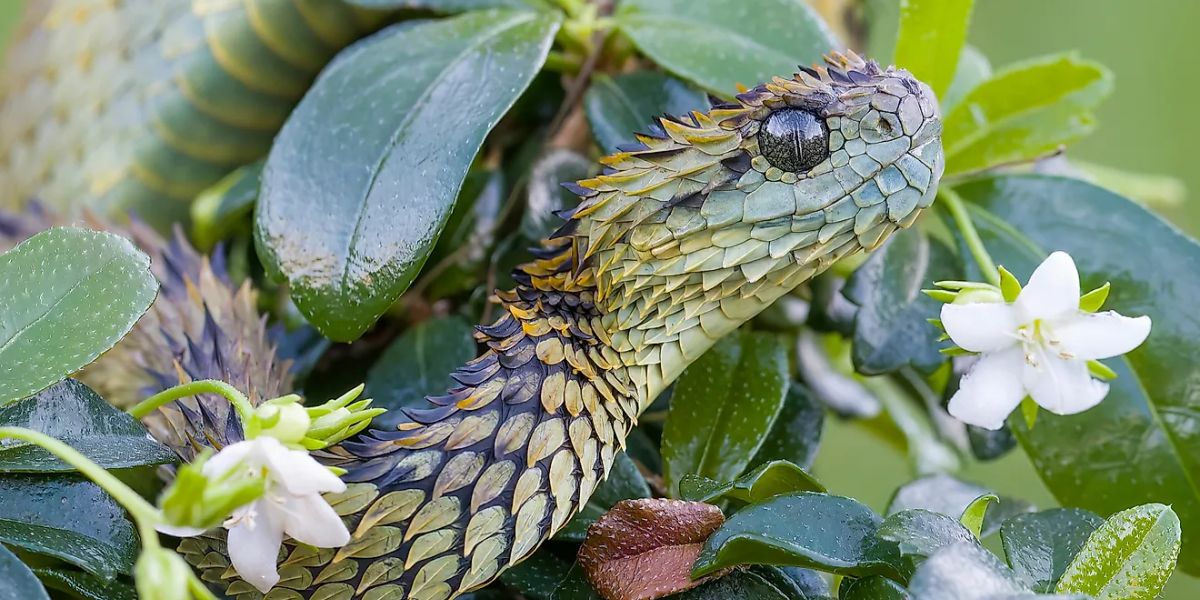 The Most Watching Lakes: 5 Snake-Infested Spots You Should Avoid in Washington