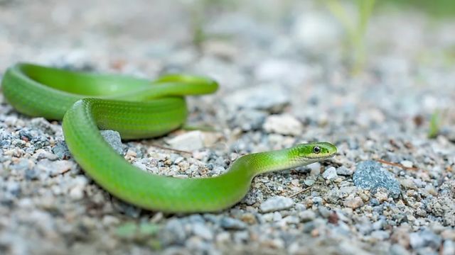 The Most Watching Lakes 5 West Virginia Spots with Snake Populations to Steer Clear Of