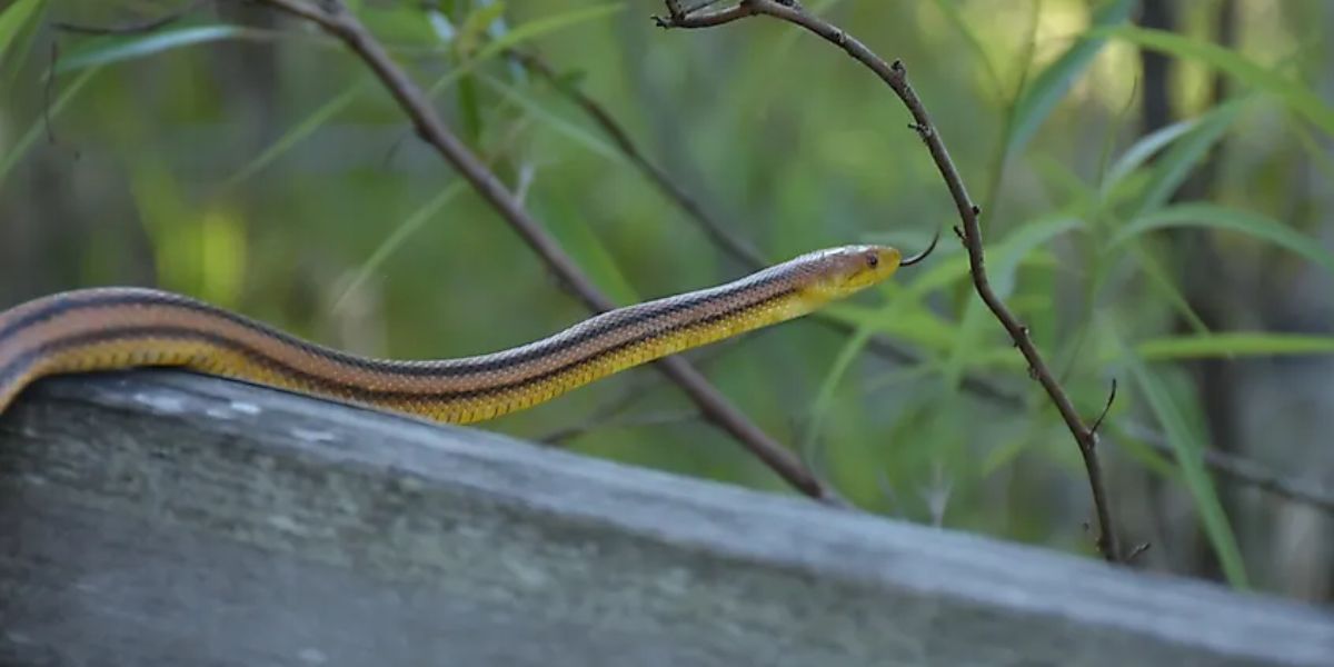 The Most Watching Lakes 5 West Virginia Spots with Snake Populations to Steer Clear Of