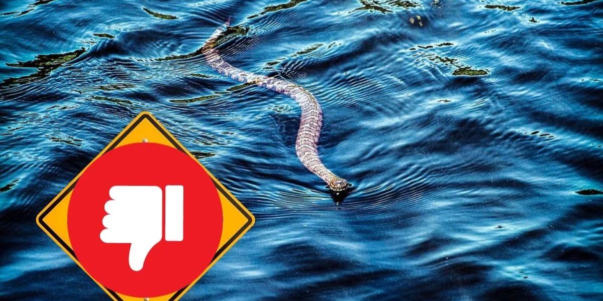 The Most Watching Lakes! The 5 Snake-Infested Spots You Should Avoid in New Jersey