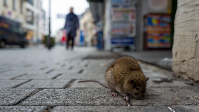 Unwelcome Guests Four Upstate NY Cities Named Among America’s Most Rat-Infested