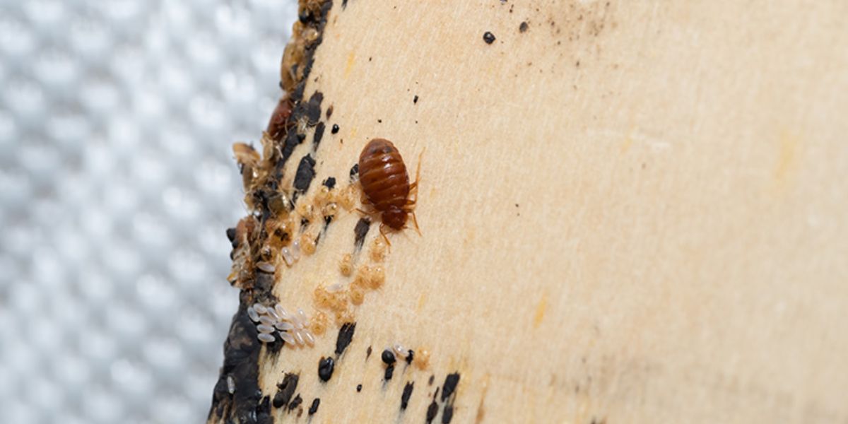 Colorado's Bed Bug Battle 5 Cities Tackling Growing Insect Infestation