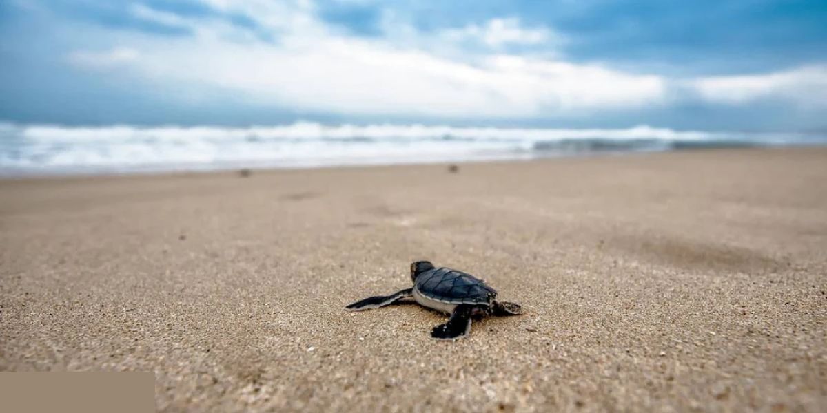 Florida Gulf Coast Struggles With Hurricane's Impact on Turtle Nesting Sites (1)