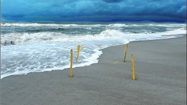 Florida Gulf Coast Struggles With Hurricane's Impact on Turtle Nesting Sites (1)