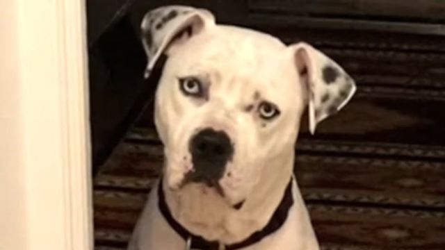 Heartbreak at the Shelter Senior Dog Adopted After 830 Days, Only to Be Returned Due to Allergies