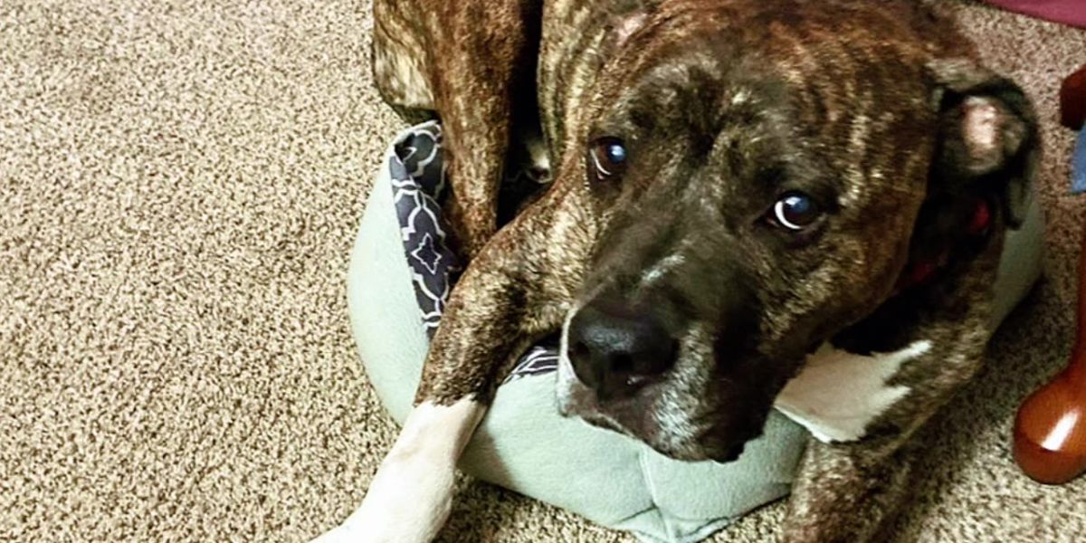 Heartbreak at the Shelter Senior Dog Adopted After 830 Days, Only to Be Returned Due to Allergies