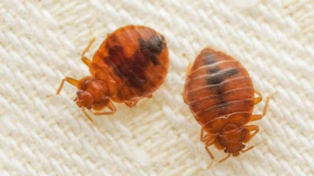 Massachusetts Faces Bed Bug Crisis 5 Cities Struggling With Invasion