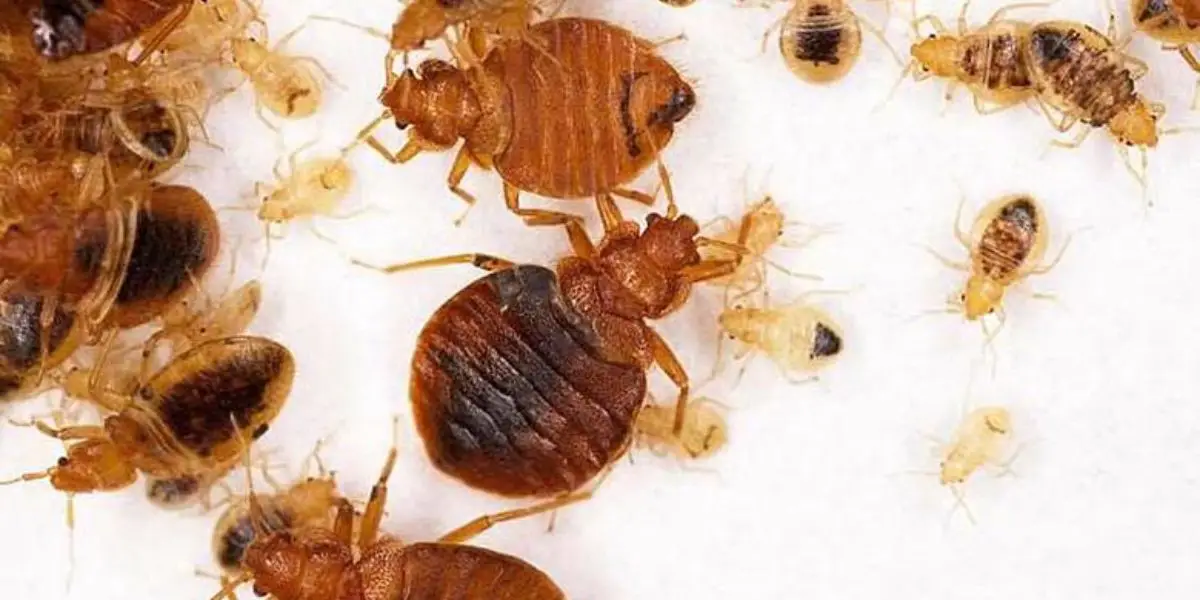 Massachusetts Faces Bed Bug Crisis 5 Cities Struggling With Invasion