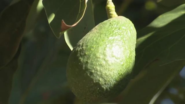 Miami-Dade Authorities Arrest Trio for Avocado Theft at Local Farm