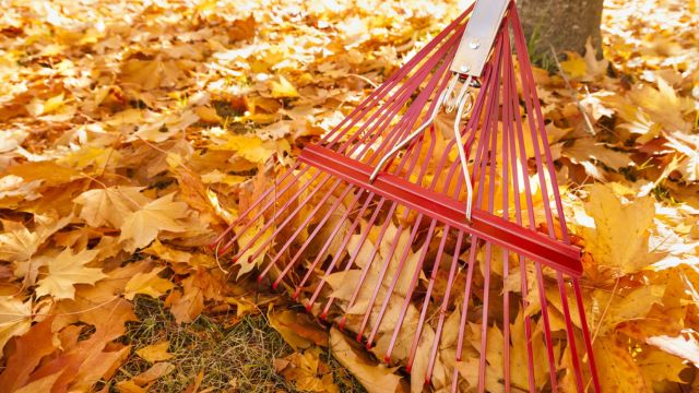 New York Homeowners Are You Required by Law to Rake Your Leaves