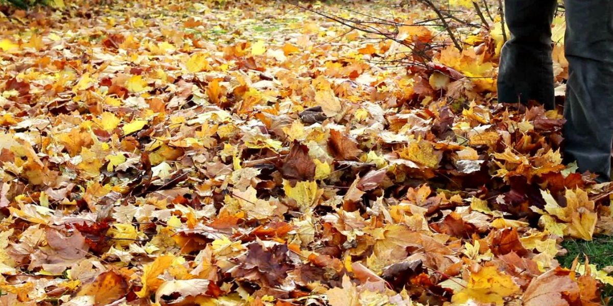 New York Homeowners Are You Required by Law to Rake Your Leaves