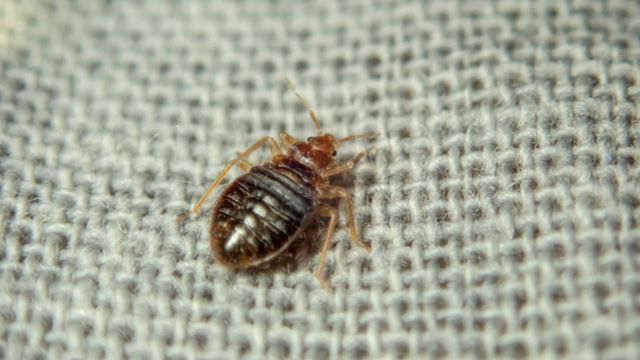 Ohio’s Bed Bug Battle 5 Cities Leading the Charge to Eradicate Insect Infestations