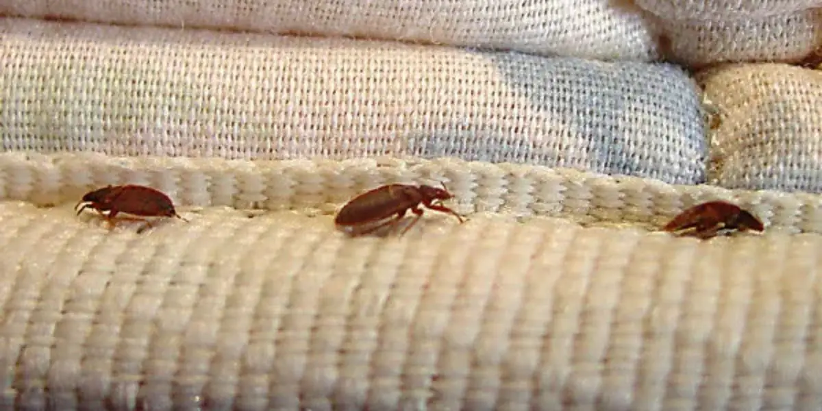 Ohio’s Bed Bug Battle 5 Cities Leading the Charge to Eradicate Insect Infestations