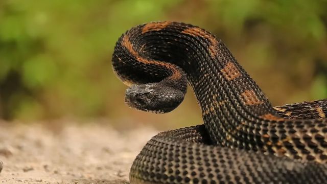 The Most Watched Lakes 5 Snake-Infested Spots You Should Avoid in South Dakota