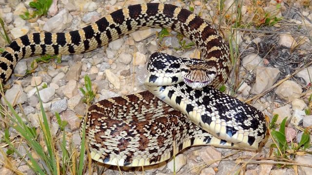 The Most Watching Lakes 5 Snake-Infested Spots You Should Avoid in North Dakota