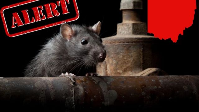 Top 50 'Rattiest' Cities in the U.S. Cleveland, Columbus, and Cincinnati Named