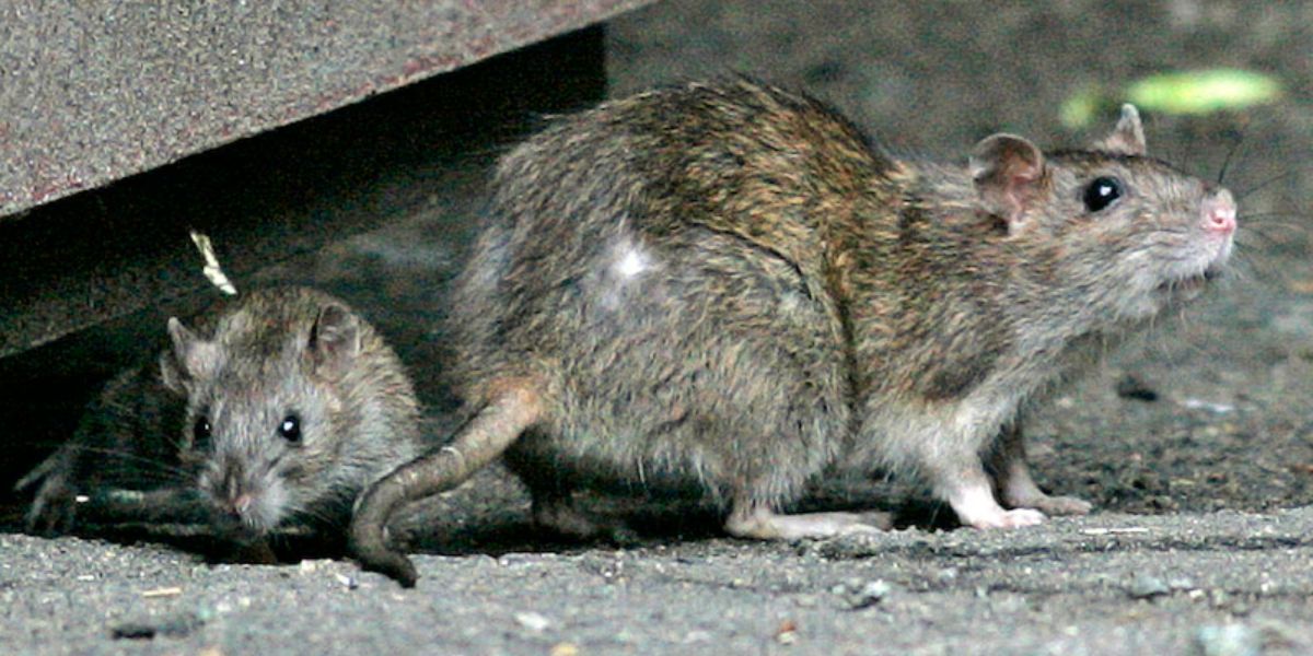 Top 50 'Rattiest' Cities in the U.S. Cleveland, Columbus, and Cincinnati Named