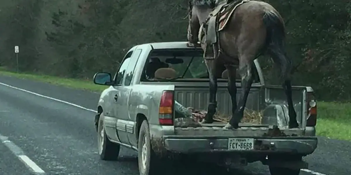 Watch Horse in the Backseat of a Pickup Truck Shocks Texas City Residents