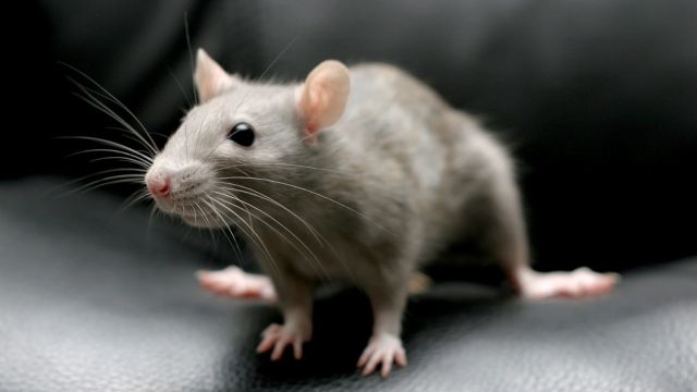 Which California 4 Cities Are Among the 'Most Rat-Infested' in the Country