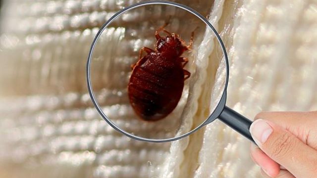 Bed Bug Invasion Hits Washington How 5 Cities Are Fighting Back