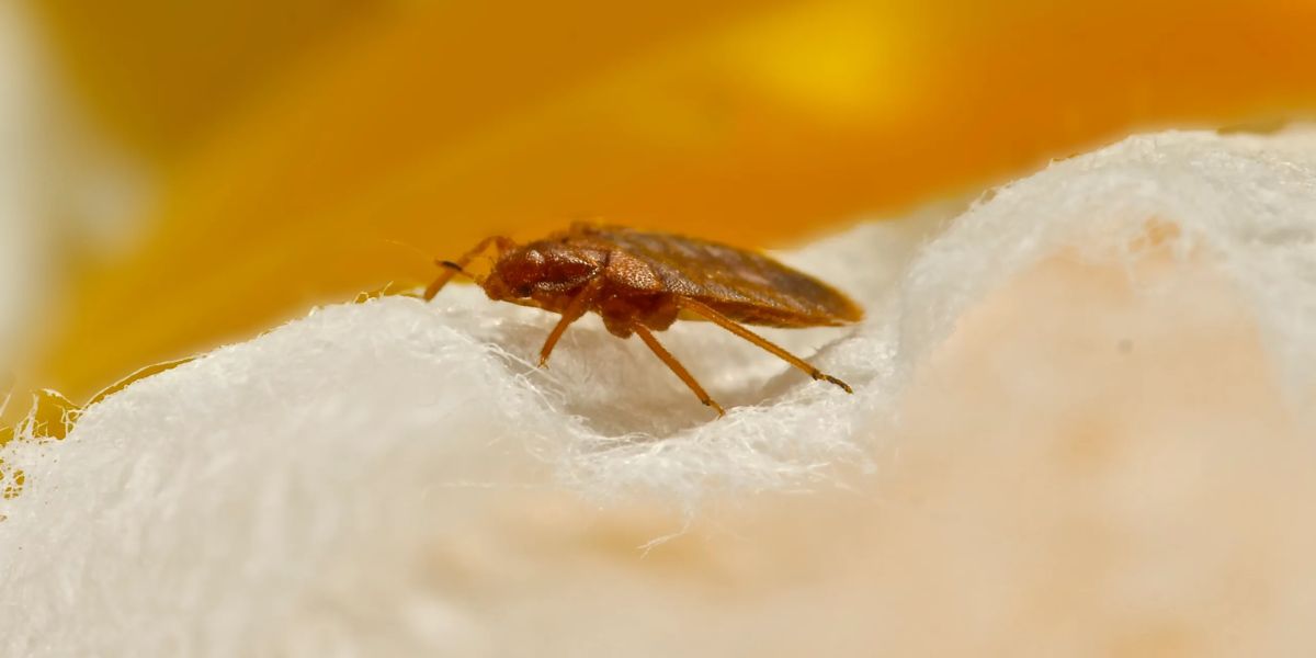 Bed Bug Invasion Hits Washington How 5 Cities Are Fighting Back